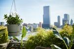 greenville hanging basket 24cm blad groen